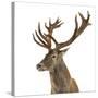 Close-Up of a Red Deer Stag in Front of a White Background-Life on White-Stretched Canvas