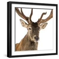 Close-Up of a Red Deer Stag in Front of a White Background-Life on White-Framed Premium Photographic Print