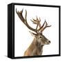 Close-Up of a Red Deer Stag in Front of a White Background-Life on White-Framed Stretched Canvas