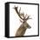 Close-Up of a Red Deer Stag in Front of a White Background-Life on White-Framed Stretched Canvas