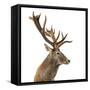 Close-Up of a Red Deer Stag in Front of a White Background-Life on White-Framed Stretched Canvas