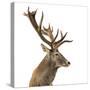 Close-Up of a Red Deer Stag in Front of a White Background-Life on White-Stretched Canvas