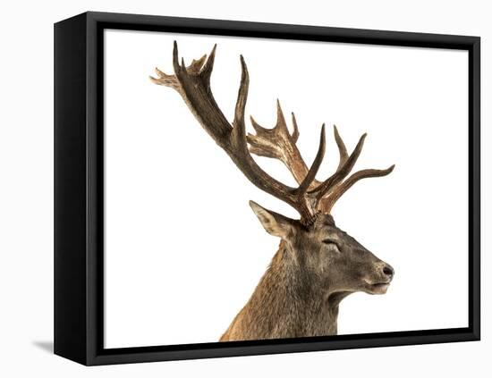 Close-Up of a Red Deer Stag in Front of a White Background-Life on White-Framed Stretched Canvas