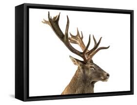 Close-Up of a Red Deer Stag in Front of a White Background-Life on White-Framed Stretched Canvas