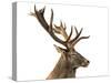 Close-Up of a Red Deer Stag in Front of a White Background-Life on White-Stretched Canvas