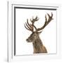 Close-Up of a Red Deer Stag in Front of a White Background-Life on White-Framed Photographic Print