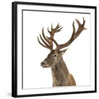 Close-Up of a Red Deer Stag in Front of a White Background-Life on White-Framed Photographic Print