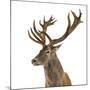 Close-Up of a Red Deer Stag in Front of a White Background-Life on White-Mounted Photographic Print