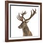 Close-Up of a Red Deer Stag in Front of a White Background-Life on White-Framed Photographic Print