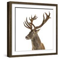 Close-Up of a Red Deer Stag in Front of a White Background-Life on White-Framed Photographic Print