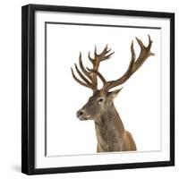 Close-Up of a Red Deer Stag in Front of a White Background-Life on White-Framed Photographic Print