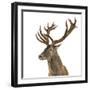 Close-Up of a Red Deer Stag in Front of a White Background-Life on White-Framed Photographic Print