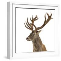 Close-Up of a Red Deer Stag in Front of a White Background-Life on White-Framed Photographic Print