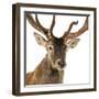 Close-Up of a Red Deer Stag in Front of a White Background-Life on White-Framed Photographic Print