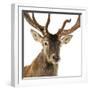 Close-Up of a Red Deer Stag in Front of a White Background-Life on White-Framed Photographic Print