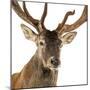 Close-Up of a Red Deer Stag in Front of a White Background-Life on White-Mounted Photographic Print