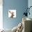 Close-Up of a Red Deer Stag in Front of a White Background-Life on White-Photographic Print displayed on a wall