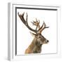 Close-Up of a Red Deer Stag in Front of a White Background-Life on White-Framed Photographic Print