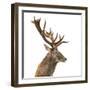 Close-Up of a Red Deer Stag in Front of a White Background-Life on White-Framed Photographic Print