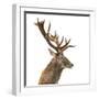 Close-Up of a Red Deer Stag in Front of a White Background-Life on White-Framed Photographic Print