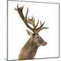 Close-Up of a Red Deer Stag in Front of a White Background-Life on White-Mounted Photographic Print