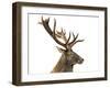 Close-Up of a Red Deer Stag in Front of a White Background-Life on White-Framed Photographic Print