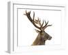 Close-Up of a Red Deer Stag in Front of a White Background-Life on White-Framed Photographic Print