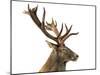 Close-Up of a Red Deer Stag in Front of a White Background-Life on White-Mounted Photographic Print