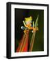 Close-Up of a Red-Eyed Tree Frog Sitting on a Heliconia Flower, Costa Rica-null-Framed Photographic Print