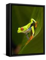 Close-Up of a Red-Eyed Tree Frog Sitting on a Leaf, Costa Rica-null-Framed Stretched Canvas