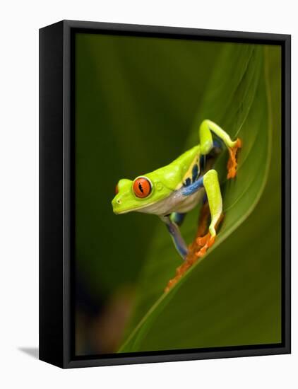 Close-Up of a Red-Eyed Tree Frog Sitting on a Leaf, Costa Rica-null-Framed Stretched Canvas