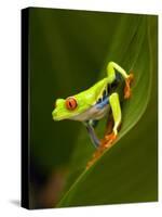 Close-Up of a Red-Eyed Tree Frog Sitting on a Leaf, Costa Rica-null-Stretched Canvas
