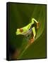 Close-Up of a Red-Eyed Tree Frog Sitting on a Leaf, Costa Rica-null-Framed Stretched Canvas