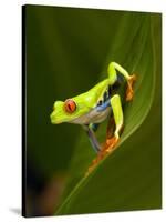 Close-Up of a Red-Eyed Tree Frog Sitting on a Leaf, Costa Rica-null-Stretched Canvas