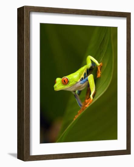 Close-Up of a Red-Eyed Tree Frog Sitting on a Leaf, Costa Rica-null-Framed Photographic Print