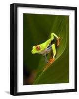 Close-Up of a Red-Eyed Tree Frog Sitting on a Leaf, Costa Rica-null-Framed Photographic Print