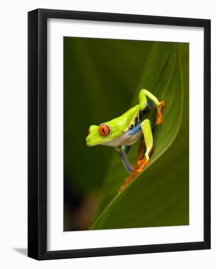 Close-Up of a Red-Eyed Tree Frog Sitting on a Leaf, Costa Rica-null-Framed Photographic Print