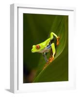 Close-Up of a Red-Eyed Tree Frog Sitting on a Leaf, Costa Rica-null-Framed Photographic Print