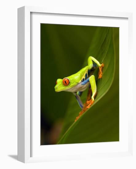 Close-Up of a Red-Eyed Tree Frog Sitting on a Leaf, Costa Rica-null-Framed Photographic Print