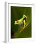 Close-Up of a Red-Eyed Tree Frog Sitting on a Leaf, Costa Rica-null-Framed Photographic Print