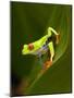 Close-Up of a Red-Eyed Tree Frog Sitting on a Leaf, Costa Rica-null-Mounted Photographic Print