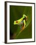 Close-Up of a Red-Eyed Tree Frog Sitting on a Leaf, Costa Rica-null-Framed Photographic Print