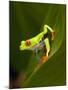 Close-Up of a Red-Eyed Tree Frog Sitting on a Leaf, Costa Rica-null-Mounted Photographic Print