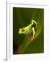 Close-Up of a Red-Eyed Tree Frog Sitting on a Leaf, Costa Rica-null-Framed Photographic Print