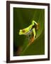 Close-Up of a Red-Eyed Tree Frog Sitting on a Leaf, Costa Rica-null-Framed Photographic Print