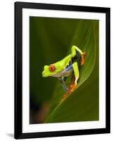 Close-Up of a Red-Eyed Tree Frog Sitting on a Leaf, Costa Rica-null-Framed Photographic Print