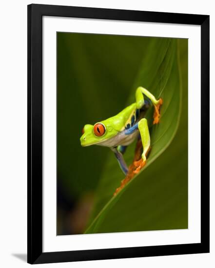 Close-Up of a Red-Eyed Tree Frog Sitting on a Leaf, Costa Rica-null-Framed Photographic Print