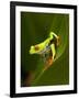 Close-Up of a Red-Eyed Tree Frog Sitting on a Leaf, Costa Rica-null-Framed Photographic Print