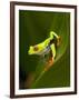 Close-Up of a Red-Eyed Tree Frog Sitting on a Leaf, Costa Rica-null-Framed Photographic Print