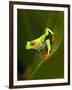 Close-Up of a Red-Eyed Tree Frog Sitting on a Leaf, Costa Rica-null-Framed Photographic Print